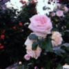 hermionerose531